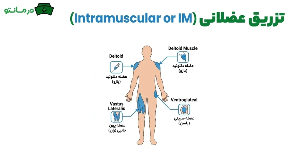 تزریق عضلانی (Intramuscular or IM)